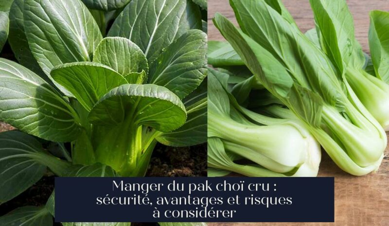 Manger du pak choï cru : sécurité, avantages et risques à considérer