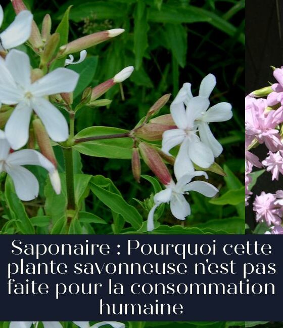 Saponaire : Pourquoi cette plante savonneuse n'est pas faite pour la consommation humaine