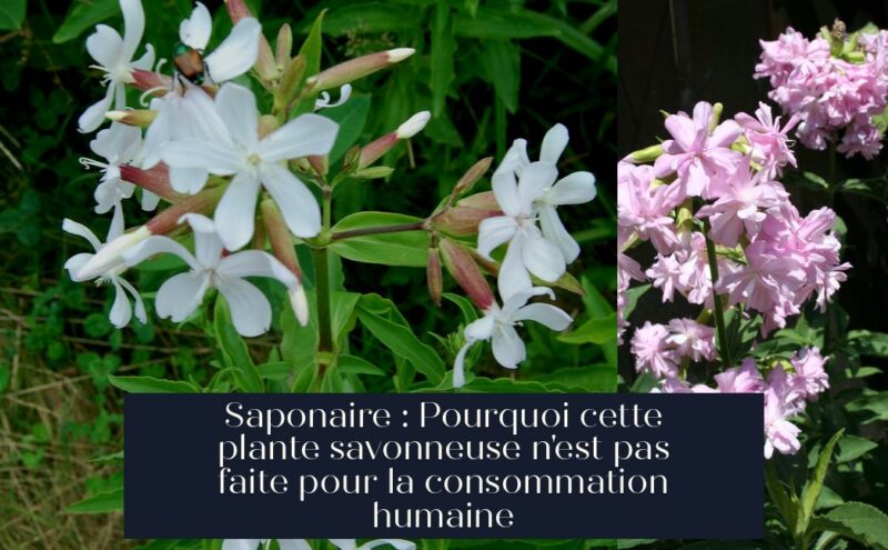 Saponaire : Pourquoi cette plante savonneuse n'est pas faite pour la consommation humaine