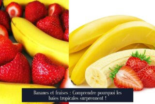 Bananes et fraises : Comprendre pourquoi les baies tropicales surprennent !