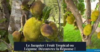 Le Jacquier : Fruit Tropical ou Légume Découvrez la Réponse !