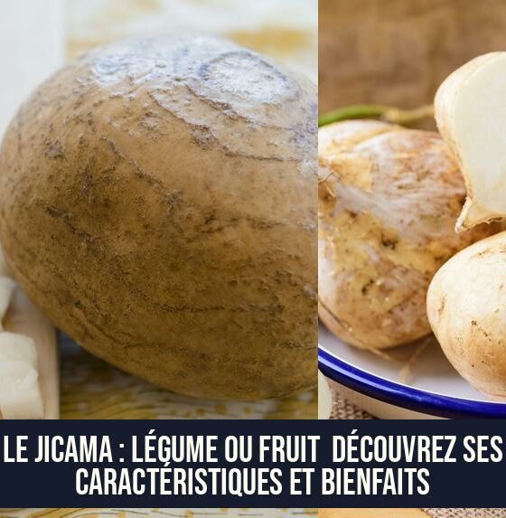Le Jicama : Légume ou Fruit Découvrez Ses Caractéristiques et Bienfaits