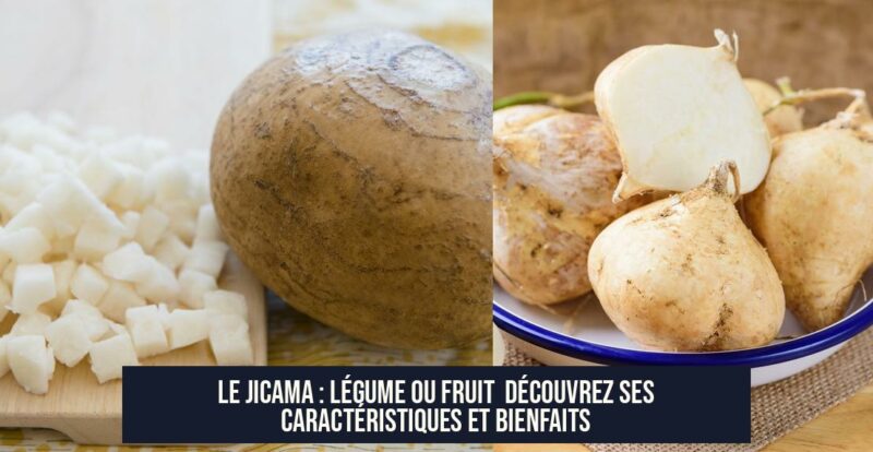 Le Jicama : Légume ou Fruit Découvrez Ses Caractéristiques et Bienfaits