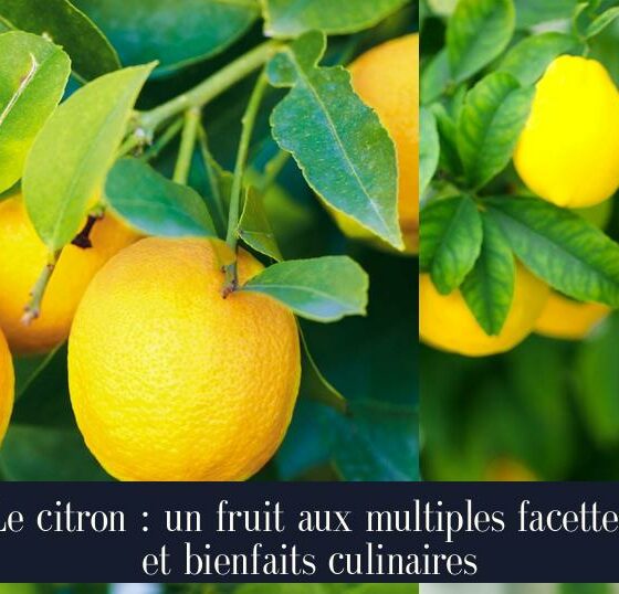 Le citron : un fruit aux multiples facettes et bienfaits culinaires