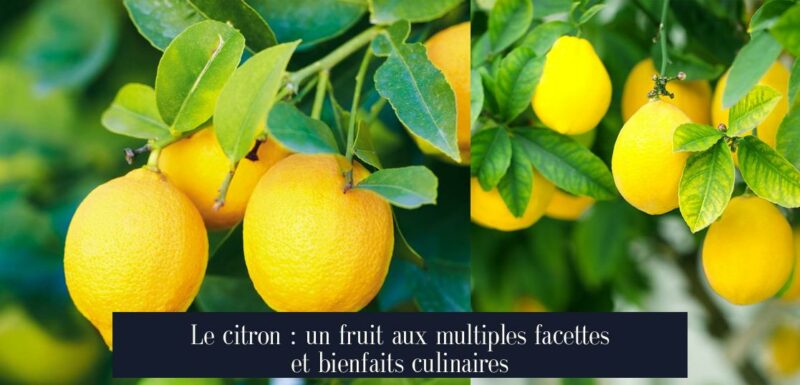 Le citron : un fruit aux multiples facettes et bienfaits culinaires
