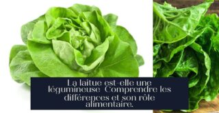 La laitue est-elle une légumineuse Comprendre les différences et son rôle alimentaire.