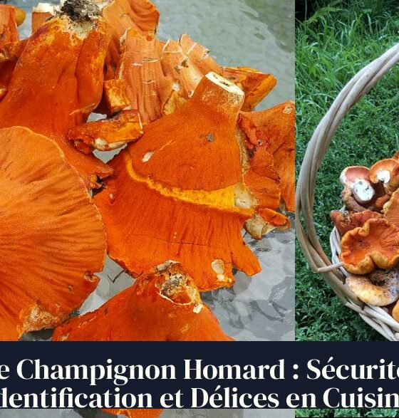 Le Champignon Homard : Sécurité, Identification et Délices en Cuisine