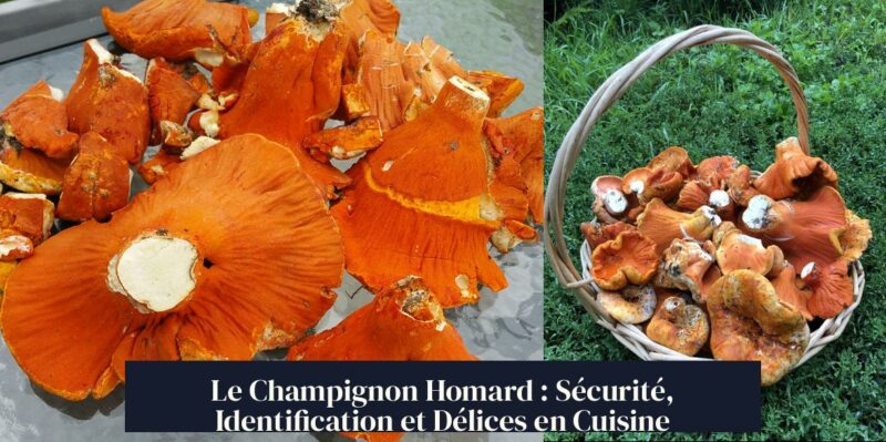 Le Champignon Homard : Sécurité, Identification et Délices en Cuisine