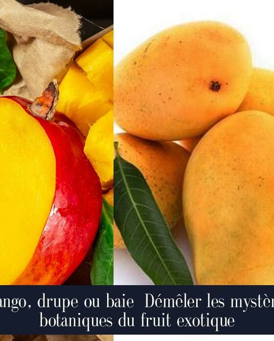 Mango, drupe ou baie Démêler les mystères botaniques du fruit exotique