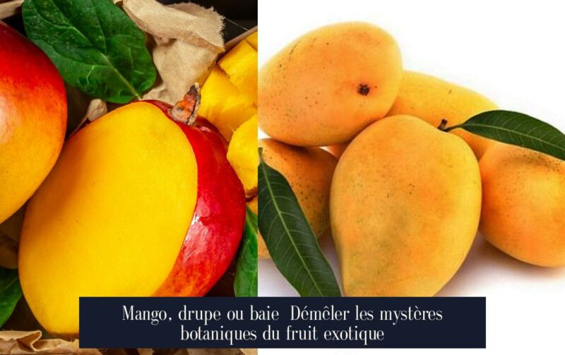 Mango, drupe ou baie Démêler les mystères botaniques du fruit exotique