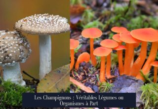 Les Champignons : Véritables Légumes ou Organismes à Part