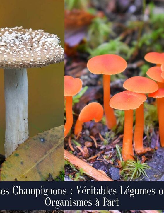 Les Champignons : Véritables Légumes ou Organismes à Part