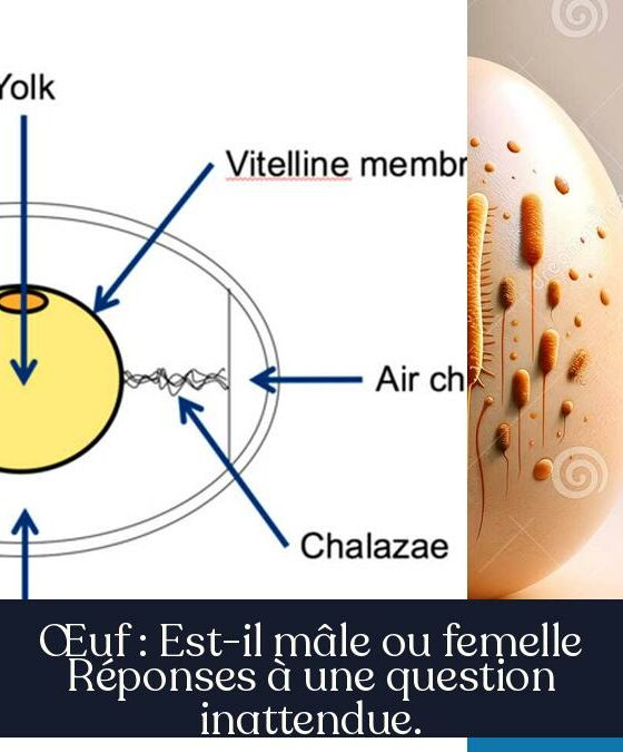 Œuf : Est-il mâle ou femelle Réponses à une question inattendue.