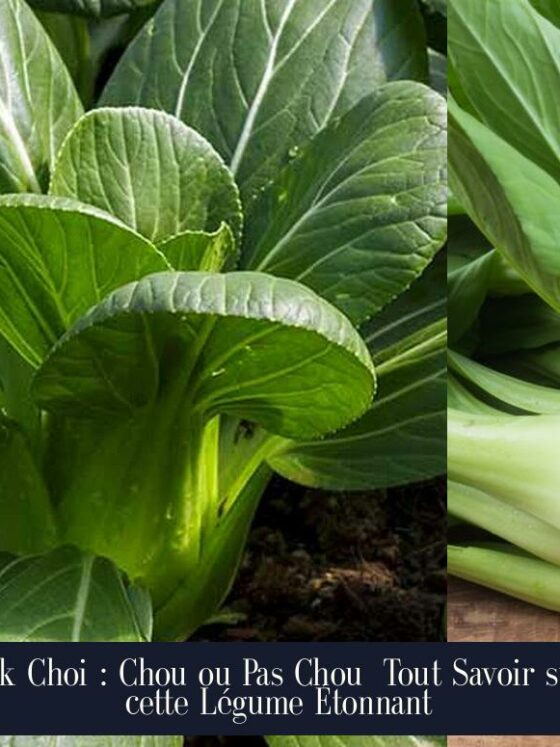 Pak Choi : Chou ou Pas Chou Tout Savoir sur cette Légume Étonnant