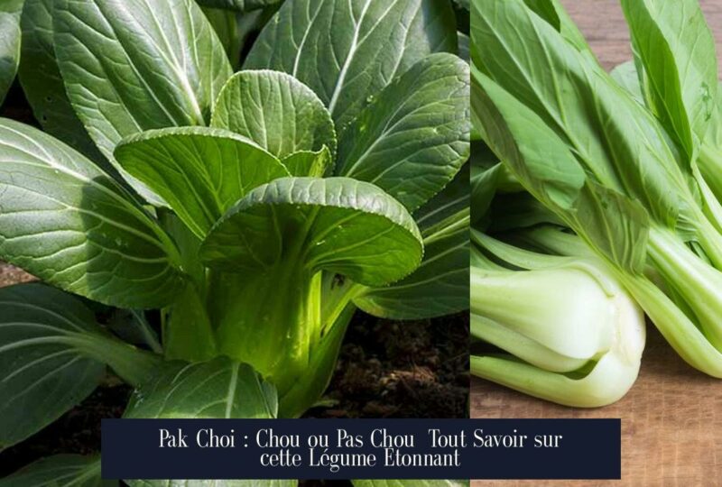Pak Choi : Chou ou Pas Chou Tout Savoir sur cette Légume Étonnant
