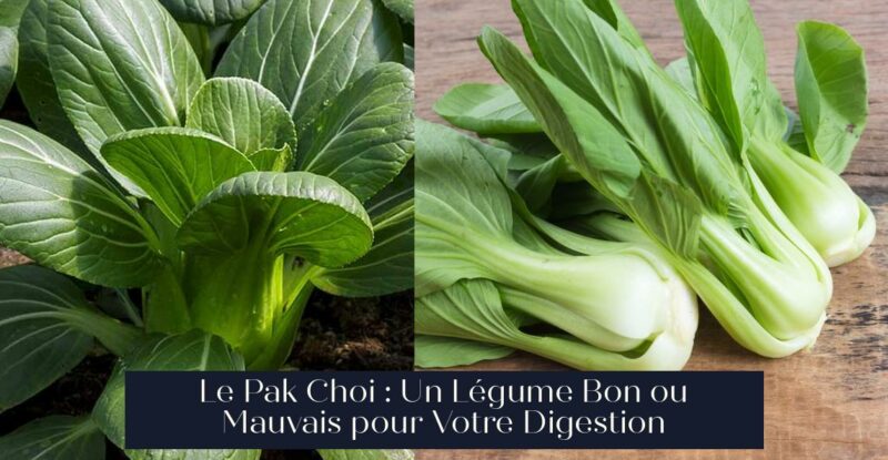 Le Pak Choi : Un Légume Bon ou Mauvais pour Votre Digestion