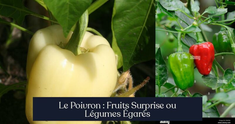 Le Poivron : Fruits Surprise ou Légumes Égarés