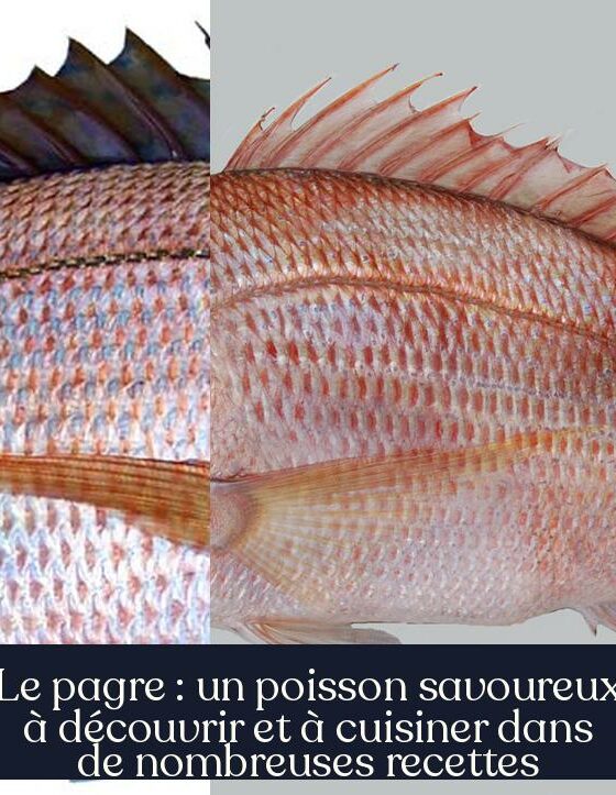 Le pagre : un poisson savoureux à découvrir et à cuisiner dans de nombreuses recettes