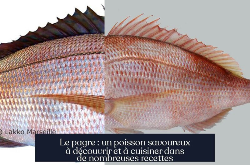 Le pagre : un poisson savoureux à découvrir et à cuisiner dans de nombreuses recettes