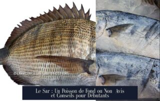 Le Sar : Un Poisson de Fond ou Non Avis et Conseils pour Débutants