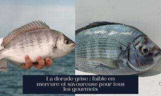 La dorade grise : faible en mercure et savoureuse pour tous les gourmets