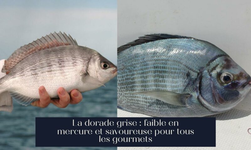 La dorade grise : faible en mercure et savoureuse pour tous les gourmets