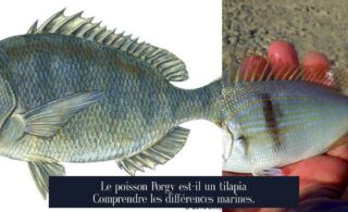 Le poisson Porgy est-il un tilapia Comprendre les différences marines.