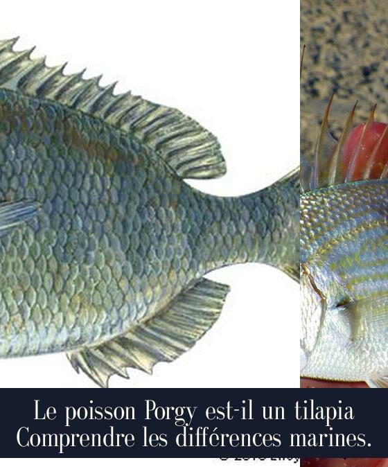 Le poisson Porgy est-il un tilapia Comprendre les différences marines.