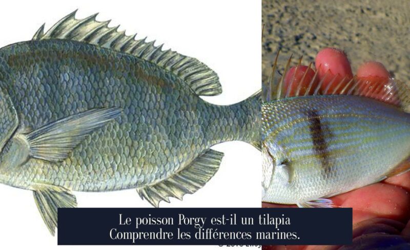 Le poisson Porgy est-il un tilapia Comprendre les différences marines.