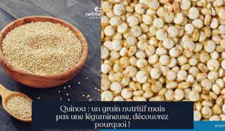 Quinoa : un grain nutritif mais pas une légumineuse, découvrez pourquoi !