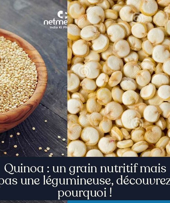 Quinoa : un grain nutritif mais pas une légumineuse, découvrez pourquoi !