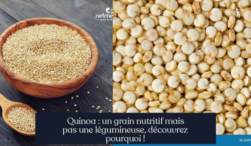 Quinoa : un grain nutritif mais pas une légumineuse, découvrez pourquoi !