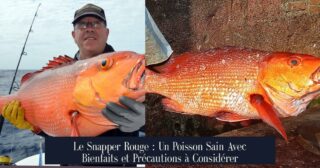 Le Snapper Rouge : Un Poisson Sain Avec Bienfaits et Précautions à Considérer