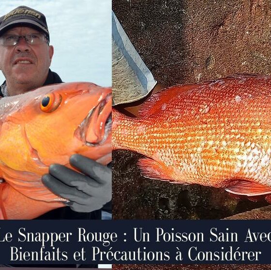 Le Snapper Rouge : Un Poisson Sain Avec Bienfaits et Précautions à Considérer
