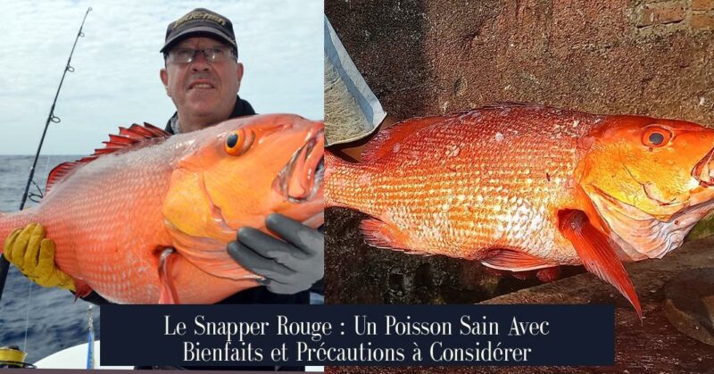 Le Snapper Rouge : Un Poisson Sain Avec Bienfaits et Précautions à Considérer
