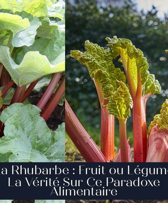 La Rhubarbe : Fruit ou Légume La Vérité Sur Ce Paradoxe Alimentaire