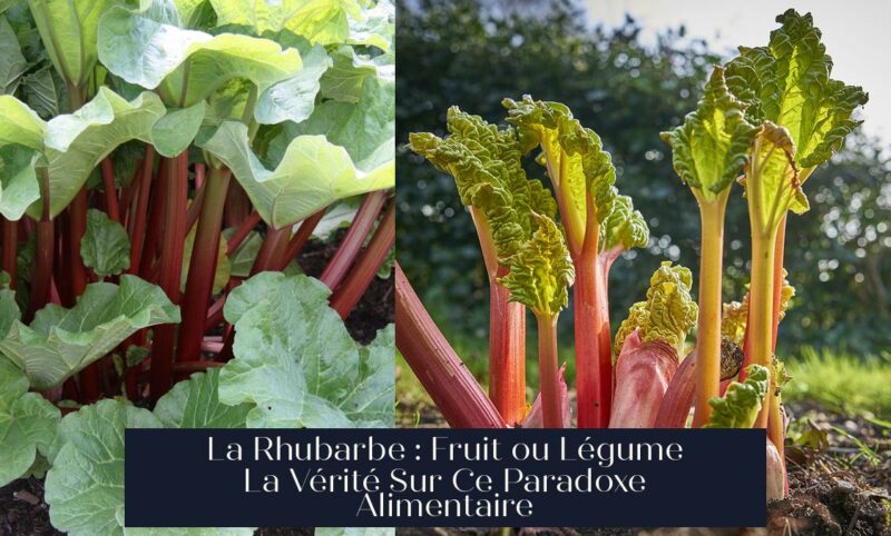 La Rhubarbe : Fruit ou Légume La Vérité Sur Ce Paradoxe Alimentaire