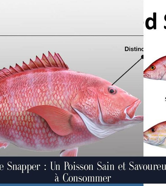 Le Snapper : Un Poisson Sain et Savoureux à Consommer