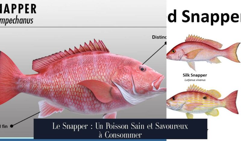 Le Snapper : Un Poisson Sain et Savoureux à Consommer