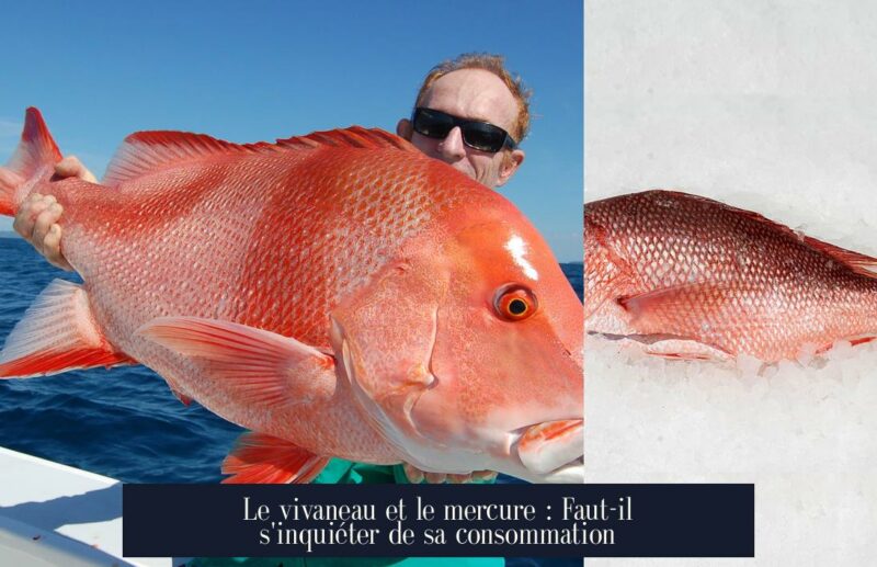 Le vivaneau et le mercure : Faut-il s'inquiéter de sa consommation