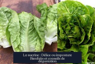 La sucrine : Délice ou imposture Bienfaits et conseils de dégustation