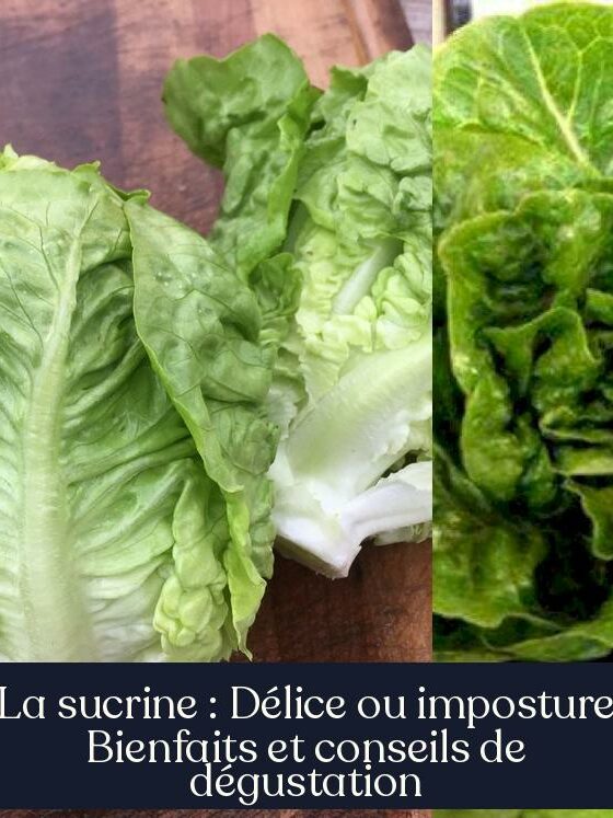 La sucrine : Délice ou imposture Bienfaits et conseils de dégustation