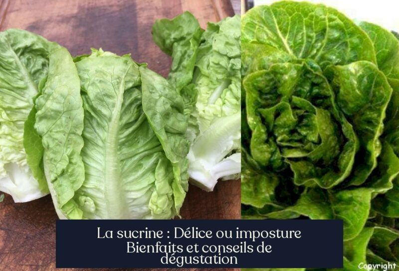 La sucrine : Délice ou imposture Bienfaits et conseils de dégustation