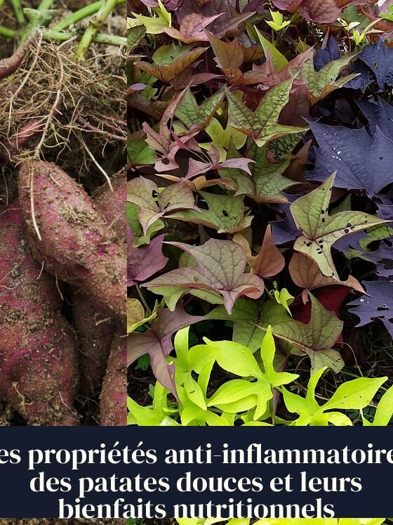 Les propriétés anti-inflammatoires des patates douces et leurs bienfaits nutritionnels