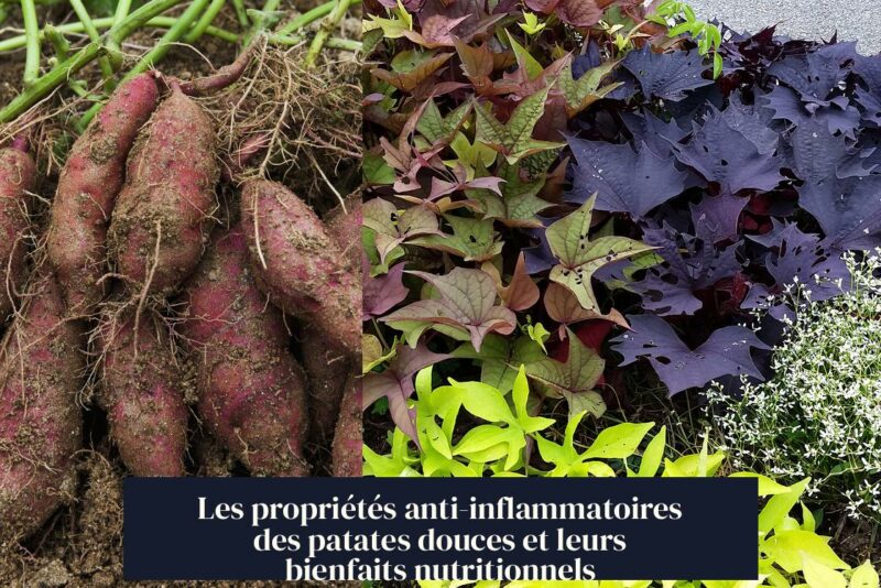 Les propriétés anti-inflammatoires des patates douces et leurs bienfaits nutritionnels