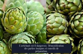 L'artichaut est-il dangereux Démystification des parties toxiques et conseils de préparation.