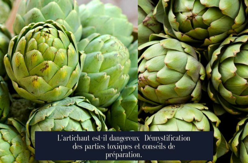 L'artichaut est-il dangereux Démystification des parties toxiques et conseils de préparation.