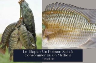 Le Tilapia : Un Poisson Sain à Consommer ou un Mythe à Écarter