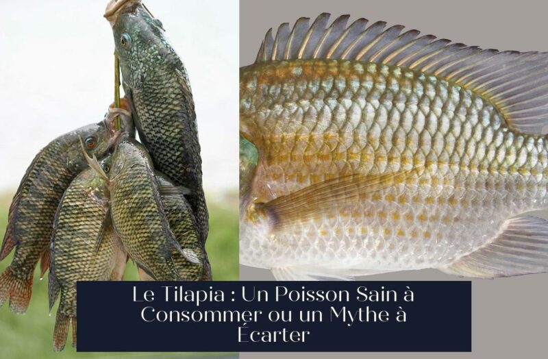 Le Tilapia : Un Poisson Sain à Consommer ou un Mythe à Écarter