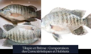 Tilapia et Brème : Comparaison des Caractéristiques et Habitats